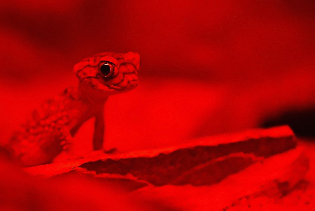 Photo Red light therapy bed